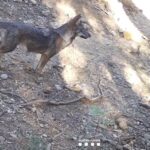 privat:-detectada-la-primera-llopada-a-catalunya-en-100-anys:-neixen-tres-cadells-de-llop-entre-l’alta-garrotxa-i-l’alt-emporda