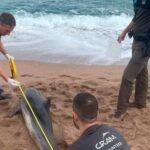 Un dofí de 80 quilos apareix mort a la platja de Pals privat:-apareix-un-dofi-mort-a-la-platja-de-pals