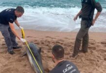 Un dofí de 80 quilos apareix mort a la platja de Pals privat:-apareix-un-dofi-mort-a-la-platja-de-pals