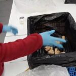 privat:-recullen-dos-milions-de-taps-de-suro-per-a-reutilitzar-los-a-palafrugell-i-cassa-de-la-selva