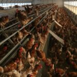 privat:-el-govern-espanyol-ordena-el-confinament-a-les-granges-que-crien-aus-de-corral-a-l’aire-lliure-per-la-grip-aviaria