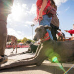 privat:-8a-desfilada-canina-de-platja-d’aro