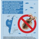 privat:-la-pesca-de-la-sipia-mante-la-prolongacio-de-la-veda-per-segon-any-consecutiu-per-garantir-la-conservacio-de-l’especie