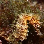 privat:-italia-i-una-espanya-liderada-per-catalans,-grans-vencedores-del-mundial-de-fotografia-i-video-submari-de-l’estartit