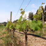 privat:-la-vinya-ecologica-triplica-la-seva-superficie-respecte-a-una-decada-enrere