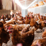 privat:-mesures-davant-el-contagi-per-influencia-aviar