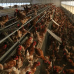 El govern espanyol ordena el confinament a les granges que crien aus de corral a l’aire lliure per la grip aviària Les gallines de l'explotació d'ous ecològics de Pau Data de publicació: dijous 03 de febrer del 2022, 10:57 Localització: Pau Autor: Gemma Tubert