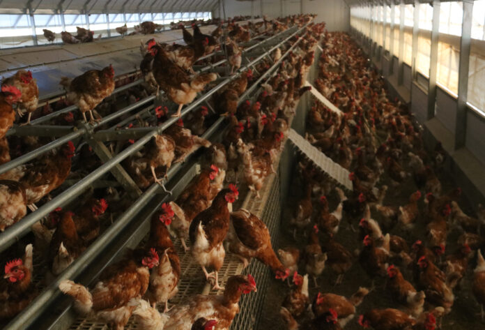 Les gallines de l'explotació d'ous ecològics de Pau Data de publicació: dijous 03 de febrer del 2022, 10:57 Localització: Pau Autor: Gemma Tubert