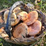 La temporada de bolets a Girona arriba a l’equador amb produccions per hectàrea per sobre la mitjana