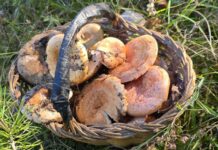 La temporada de bolets a Girona arriba a l’equador amb produccions per hectàrea per sobre la mitjana