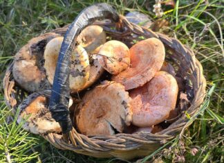 La temporada de bolets a Girona arriba a l’equador amb produccions per hectàrea per sobre la mitjana