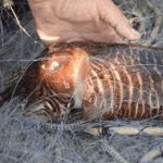 La pesca de la sípia manté la veda per segon any consecutiu per garantir la conservació de l’espècie
