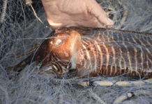 La pesca de la sípia manté la veda per segon any consecutiu per garantir la conservació de l’espècie