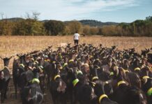 Anna Sàbat: “Omplir-nos la boca també vol dir fer-ho d’orgull per allò que tenim”