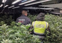 Desmantellen una plantació amb més de 700 plantes de marihuana en un habitatge de Platja d’Aro plantació marihuana Platja d'Aro