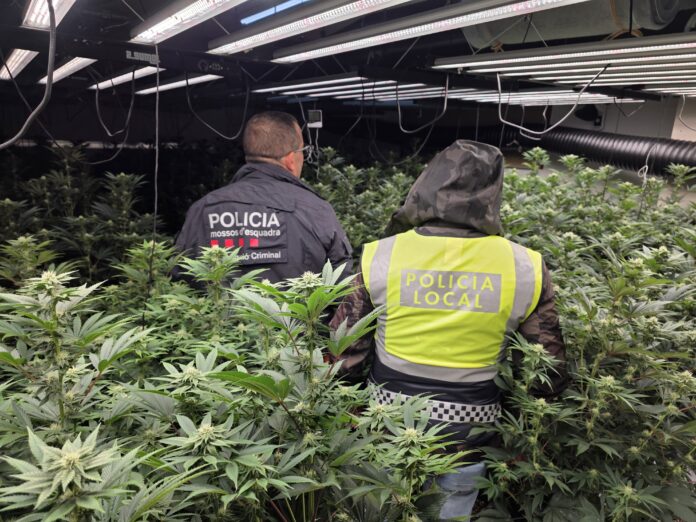 plantació marihuana Platja d'Aro