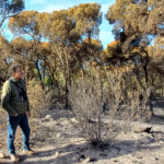 privat:-l’ajuntament-de-palamos-i-la-generalitat-coordinen-les-actuacions-a-realitzar-en-l’ambit-de-l’ein-castell-cap-roig-afectat-per-l’incendi-de-novembre