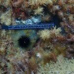 privat:-el-ceab-planteja-monitorar-els-anells-que-fan-les-garotes-quan-s’alimenten-per-detectar-ecosistemes-en-risc