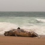privat:-el-temporal-arrossega-una-balena-morta-fins-a-la-costa-de-platja-d’aro