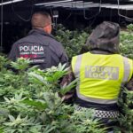 privat:-desmantellen-un-cultiu-amb-mes-de-700-plantes-de-marihuana-en-un-habitatge-de-platja-d’aro-amb-la-llum-punxada