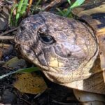 privat:-la-poblacio-de-tortugues-mediterranies-de-l’albera-mostra-signes-de-recuperacio