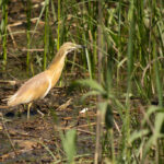 Platja d’Aro rebutja ampliar la marina de Port d’Aro i SOS Costa Brava demana convertir la zona en parc natural
