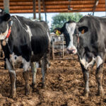 El Departament d’Agricultura pagarà els 4,8 milions d’euros a granges afectades per la dermatosi nodular abans que acabi l’any dermatosi nodular