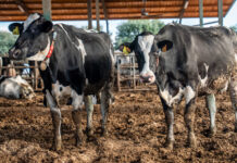 El Departament d’Agricultura pagarà els 4,8 milions d’euros a granges afectades per la dermatosi nodular abans que acabi l’any dermatosi nodular