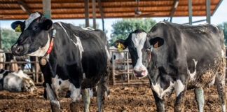 El Departament d’Agricultura pagarà els 4,8 milions d’euros a granges afectades per la dermatosi nodular abans que acabi l’any dermatosi nodular