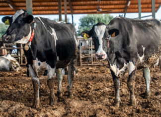 El Departament d’Agricultura pagarà els 4,8 milions d’euros a granges afectades per la dermatosi nodular abans que acabi l’any dermatosi nodular
