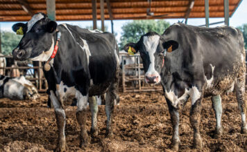 El Departament d’Agricultura pagarà els 4,8 milions d’euros a granges afectades per la dermatosi nodular abans que acabi l’any dermatosi nodular