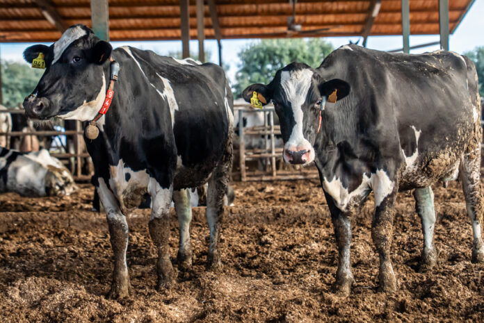 Vacunaci_20OCT-28_1_1C1sCFY dermatosi nodular