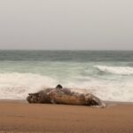 Troben una cria de catxalot morta a la Platja Gran de Platja d’Aro Balena morta pda