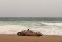 Troben una cria de catxalot morta a la Platja Gran de Platja d’Aro Balena morta pda