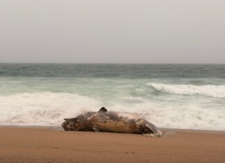 Troben una cria de catxalot morta a la Platja Gran de Platja d’Aro Balena morta pda