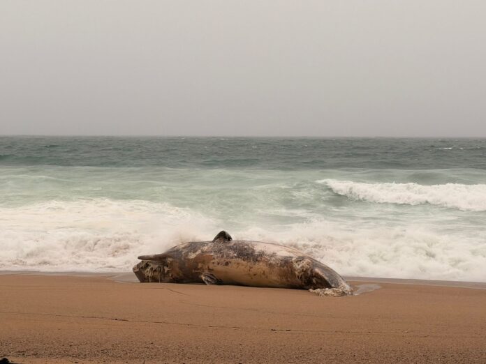 Balena morta pda