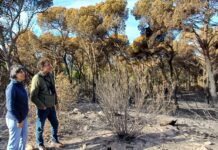 Ajuntament de Palamós i Generalitat comencen a treballar per recuperar el terreny afectat per l’incendi de Castell-Cap Roig tecnincs ajuntament de palamos
