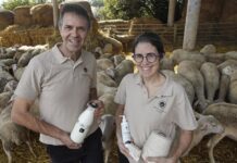 La llet d’ovella de Cruïlles que fa miracles a la pell