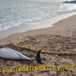 privat:-apareix-un-dofi-mort-a-la-platja-de-la-gola-de-l’estartit