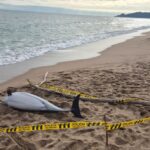 privat:-apareix-un-dofi-mort-a-la-platja-de-la-gola-de-l’estartit