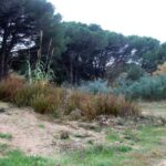 privat:-els-naturalistes-celebren-l’aturada-de-l’ampliacio-de-la-marina-de-port-d’aro