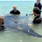 privat:-gairebe-300-rescats-de-fauna-marina-al-litoral-catala-durant-el-2025