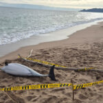 Apareix un dofí mort a la platja de la Gola de l’Estartit dofí mort