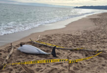 Apareix un dofí mort a la platja de la Gola de l’Estartit dofí mort