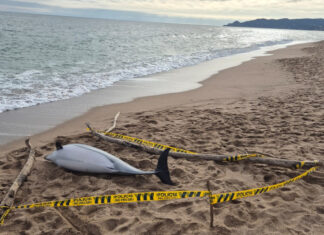 Apareix un dofí mort a la platja de la Gola de l’Estartit dofí mort