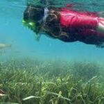 Un gironí crea una aplicació mòbil que permet als submarinistes identificar animal marins