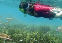 Un gironí crea una aplicació mòbil que permet als submarinistes identificar animal marins