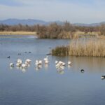 El Parc Natural del Montgrí, les Illes Medes i el Baix Ter manté estable la població d’ocells hivernants