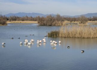 El Parc Natural del Montgrí, les Illes Medes i el Baix Ter manté estable la població d’ocells hivernants