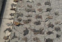 El Grup de Natura Sterna reclama passos de fauna per evitar atropellaments d’amfibis a Platja d’Aro privat:-moren-atropellats-una-cinquentena-de-gripaus-a-platja-d’aro